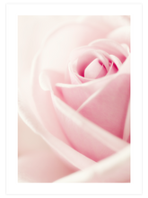 Essence Rose - Art Print